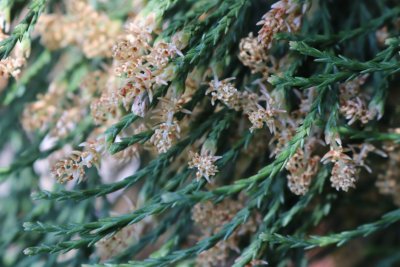 Sequiadendron giganteum - sekvojovec obrovský - květy (1)